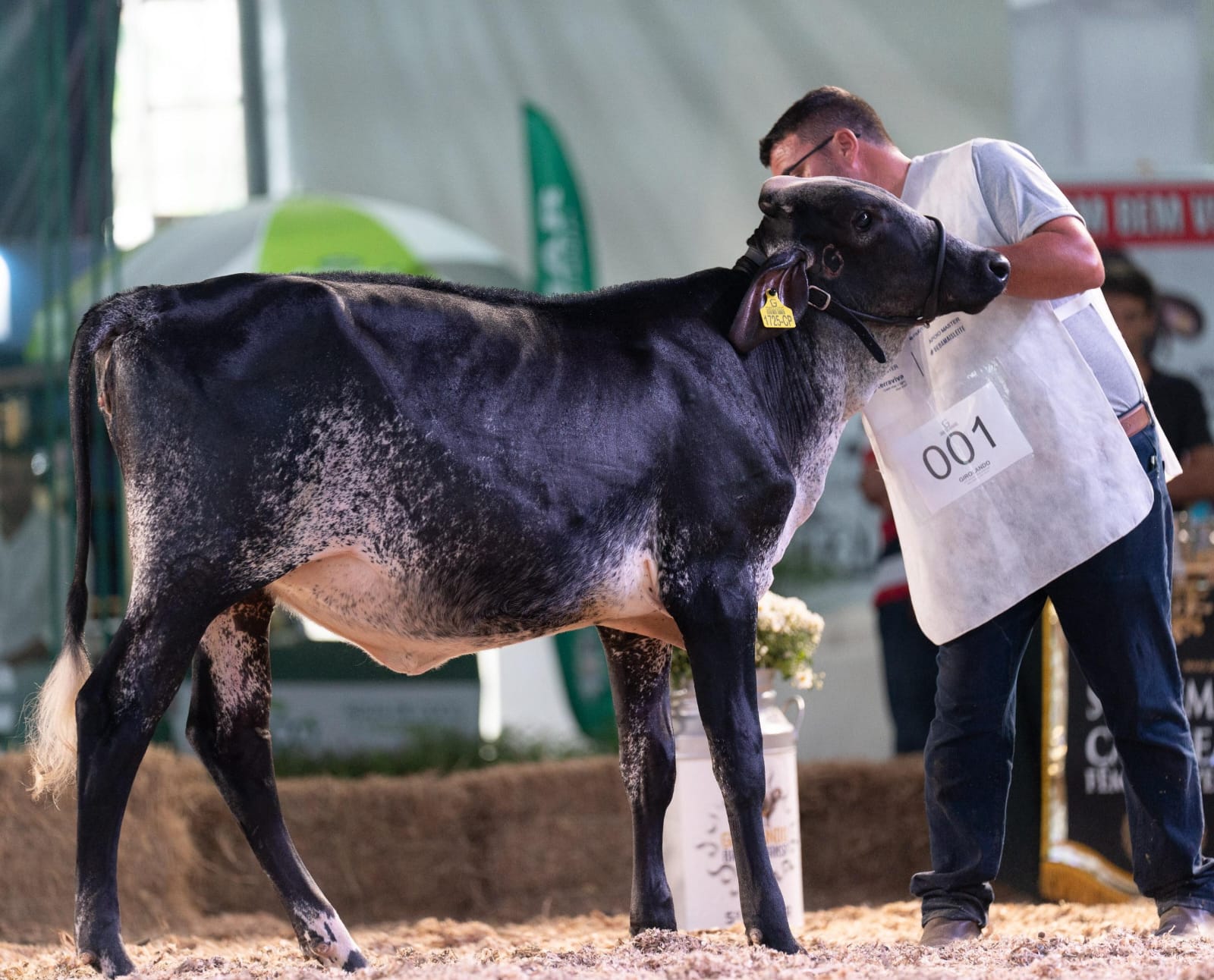 Expo Girolando 2026 vai movimentar Barra Mansa e destacar a