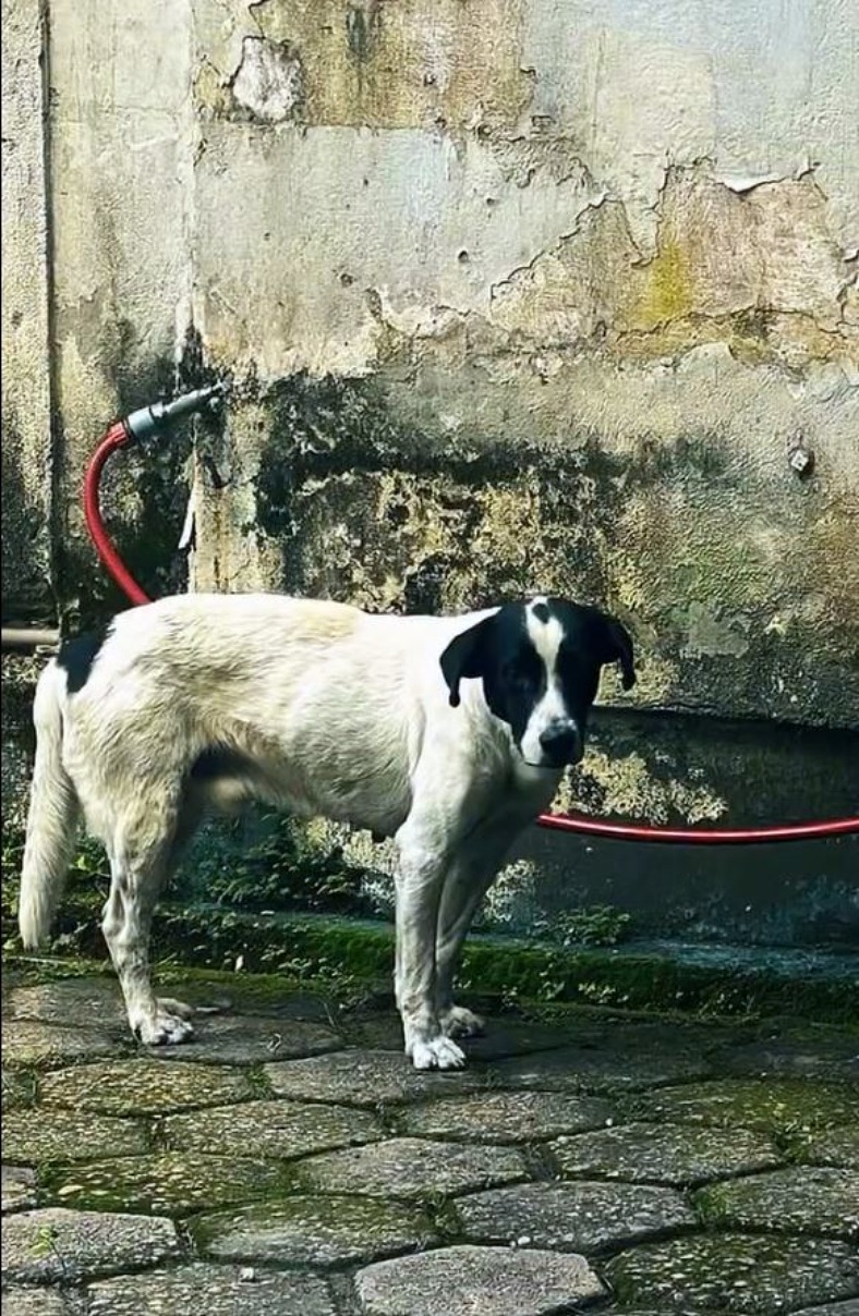 Volta Redonda: ações da Secretaria de Proteção e Defesa Animal resultam no resgate de quatro cães