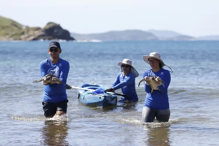 Arraial do Cabo (RJ), 14/04/2026 – Pesquisadores do Projeto Costão Rochoso fazem captura de tartaruga-verde (Chelonia mydas) para monitoramento da espécie com triagem e exames na Praia do Pontal, na Reserva Extrativista (RESEX) Marinha do Arraial do Cabo. Foto: Fernando Frazão/Agência Brasil