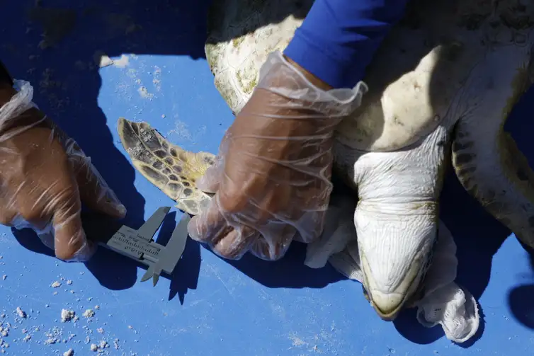 Arraial do Cabo (RJ), 14/04/2026 – Pesquisadores do Projeto Costão Rochoso fazem captura de tartaruga-verde (Chelonia mydas) para monitoramento da espécie com triagem e exames na Praia do Pontal, na Reserva Extrativista (RESEX) Marinha do Arraial do Cabo. Foto: Fernando Frazão/Agência Brasil