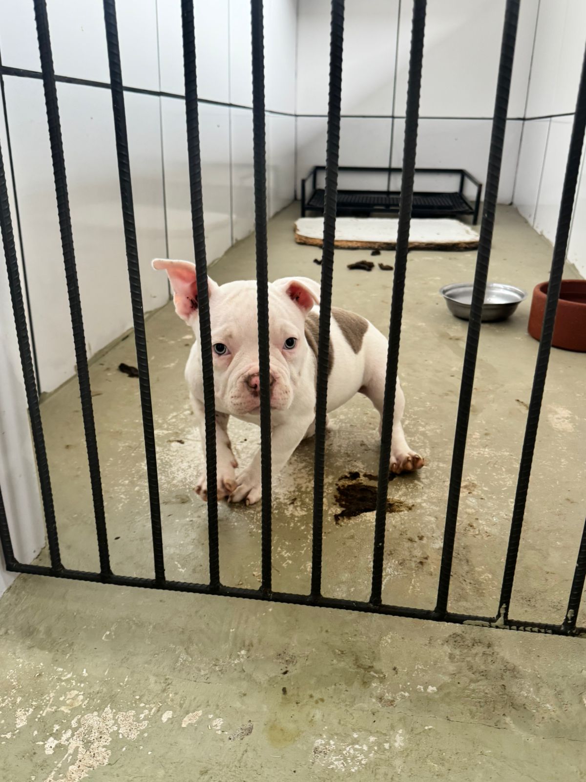 Decisão judicial garante à Prefeitura de Volta Redonda direito de proteger animais vítimas de maus-tratos