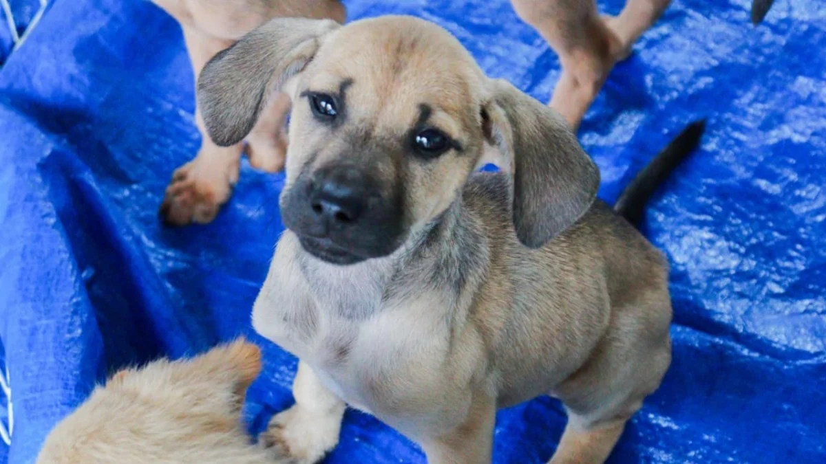 Campanha “Me Leva pra Casa” promove a adoção de 12 animais em Barra do Piraí