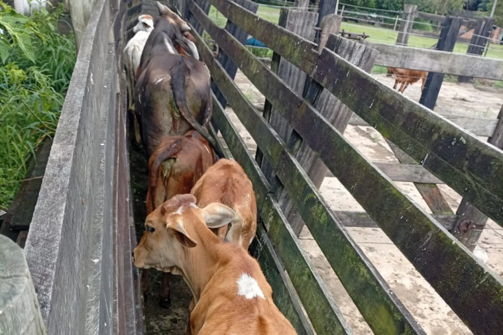 CCZ atua de forma contínua no recolhimento de animais soltos em vias públicas