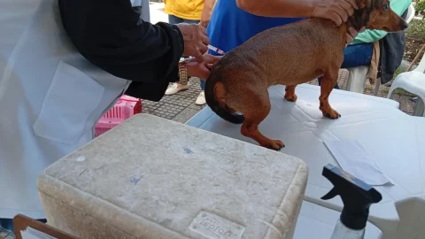 Dia D da vacinação antirrábica imuniza mais de mil cães e gatos em Caxias