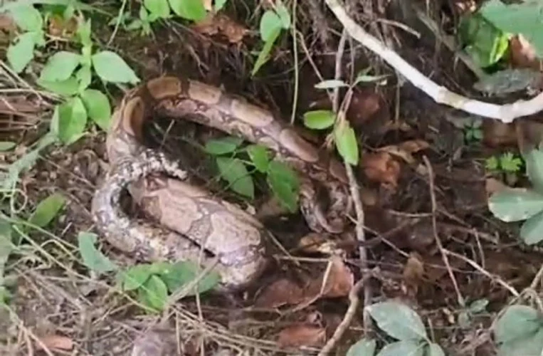 Jiboia é resgatada pela Guarda Ambiental no bairro Parati, em Araruama
