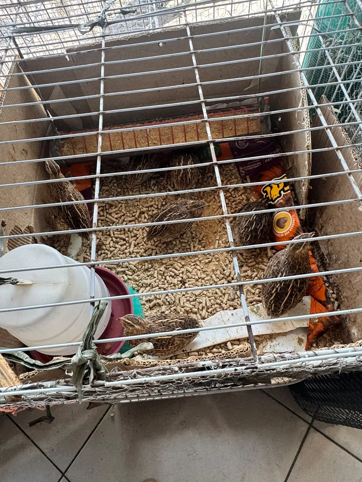 Operação ‘Animal Não é Produto’ apreende 173 animais em situação de maus-tratos em Volta Redonda