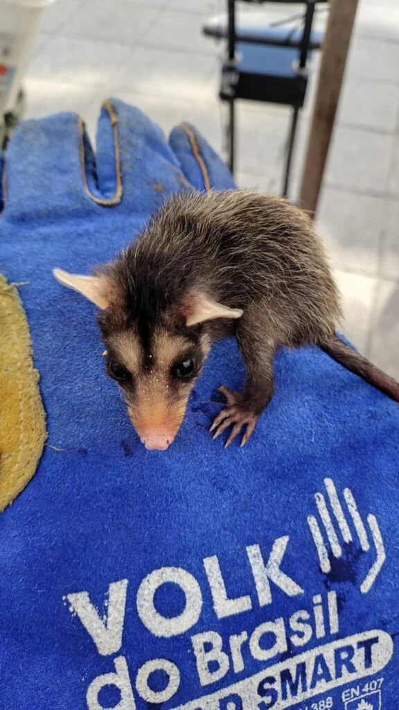 Pequenos guardiões da natureza: gambás encontram proteção na Guarda Municipal de Niterói 