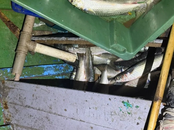 Prefeitura de Araruama flagra pesca ilegal durante fiscalização na Laguna de Araruama