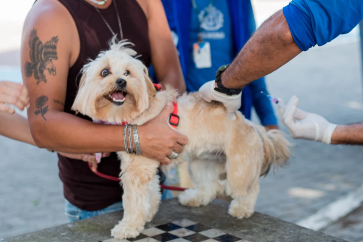 Prefeitura de Itaboraí realiza vacinação antirrábica para cães e gatos no dia 3 de novembro