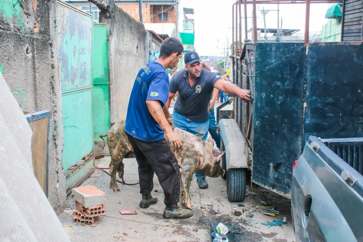 Prefeitura de Meriti resgata 18 porcos após denúncias em Coelho da Rocha