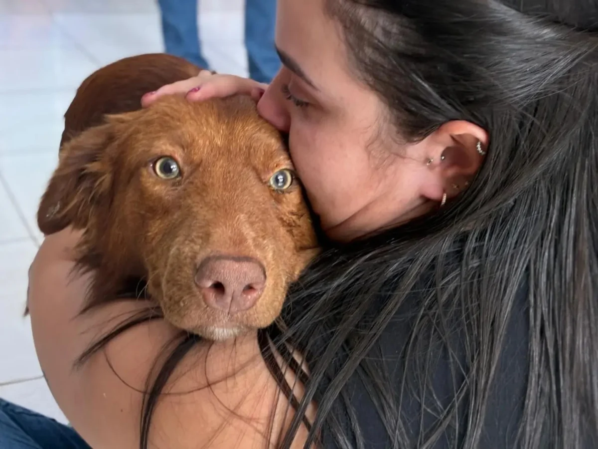 Proteção Animal acompanha caso de cão vítima de agressão e reforça canal de denúncias