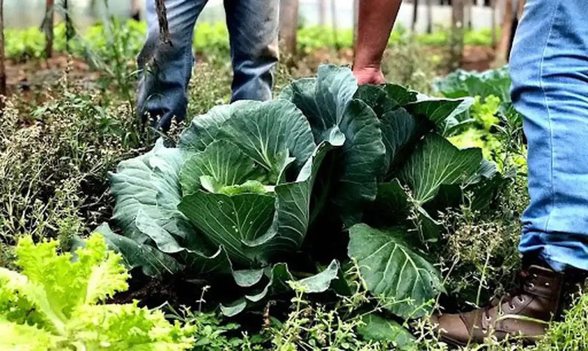 Segurança alimentar exige esforço coletivo e articulação